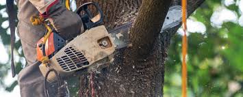 Best Tree Removal  in Mount Hermon, VA